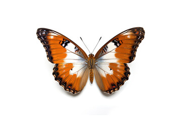 Fototapeta na wymiar Butterfly with colorful wings isolated on white.