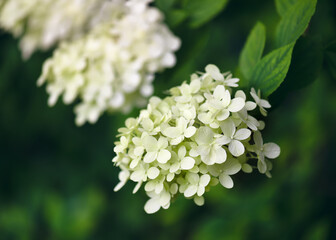 Summer flowering white hydrangea. Blooming white flowers in the cottage garden at blur background....