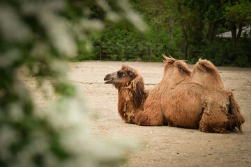 camel is lyaing in zoo. brown fluffy head of amazing animals.