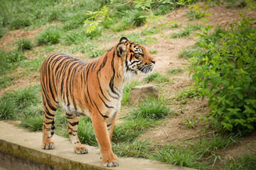 Asian tiger is going in zoo habitat. He is waiting for animal caretaker.