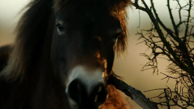 Closeup sunlit wild exmoor pony horse scratching by dry tree trunk in bush on the middle of pasture in late autumn nature habitat in Milovice, Czech republic. Protected animals considered as ancestor