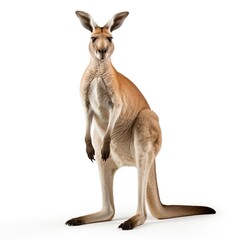 a kangaroo in white background