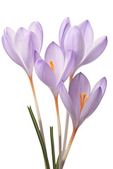 Purple crocus flowers isolated on white background. Spring flowers PNG