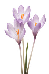 Purple crocus flowers isolated on white background. Spring flowers PNG