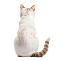 cat isolated on transparent background cutout - obrazy, fototapety, plakaty