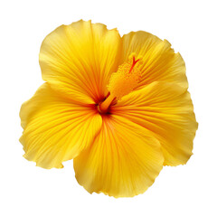 yellow flower isolated on transparent background cutout