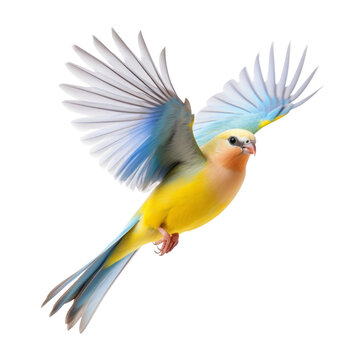 blue yellow brid isolated on transparent background cutout