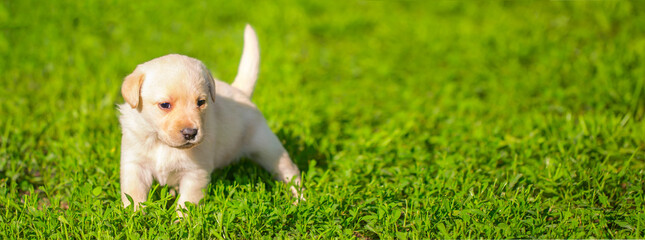 Young dogs of breed labrador close up. Labrador puppy, beautiful little dogs running around the green grass. Mowed lawn. Copy space for text, long banner.The concept of childhood friendship and games - obrazy, fototapety, plakaty