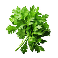 Fototapeta premium bunch of parsley isolated on transparent background cutout