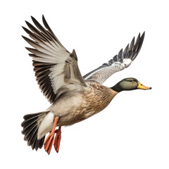 duck isolated on transparent background cutout