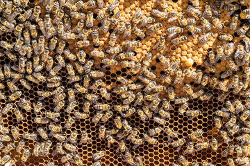 Abstract hexagon structure is honeycomb from bee hive filled