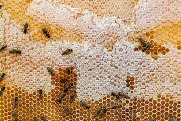 Abstract hexagon structure is honeycomb from bee hive filled