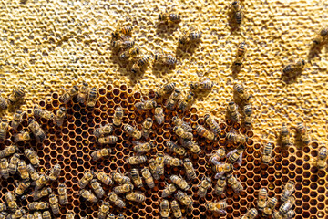 Abstract hexagon structure is honeycomb from bee hive filled
