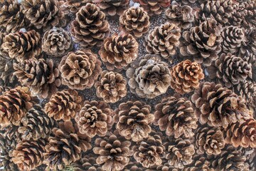 Close-up of pine cones texture background. Christmas decoration backdrop. Greeting card wallpaper	