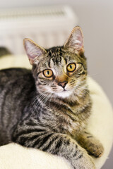 Naklejka na ściany i meble close up portrait of a young cat animal shelter