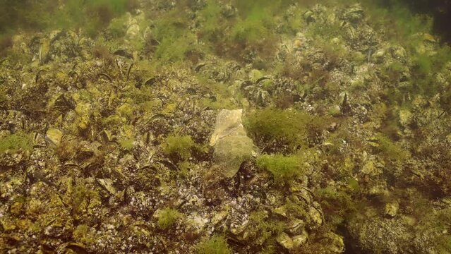 Two of mating Veined Rapa Whelks (Rapana venosa) sitting on mussels among algae in Black Sea
