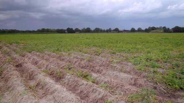 Parched soil on a green field after a hot summer with clouded sky