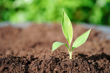 Tree growing with hand, eco earth day, save world, save earth, go green