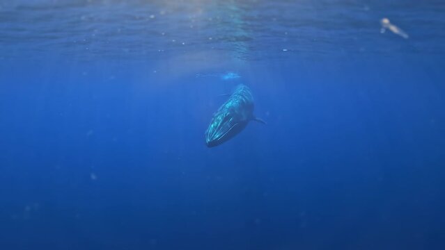Sei Whale or Fin Whale passing camera to give a size perspective. whales swimming near camera. Huge whale Tail under the surface. Underwater footage with whale. Large whale dive in blue ocean.