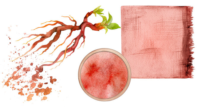 Hand drawn watercolor madder root coloring natural plant dye, materials. Hobby, handmade fabric. Illustration isolated composition, white background. Shop logo, print, website, business card, booklet