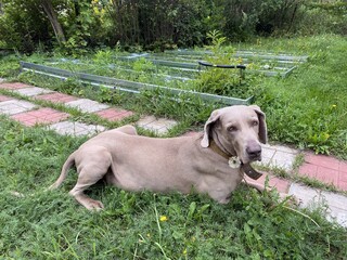  Охотничья собака породы веймаранер отдыхает рядом с цветком одуванчика