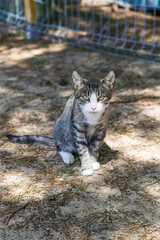 cat in an enclosure in an animal shelter