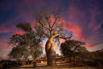 The silhouette of Baobab Avenue  as Sunset scene with Baobab trees in Morondava ,Madagascar - obrazy, fototapety, plakaty