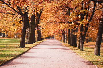 Naklejka premium The Gloden Autumn season with Beautiful romantic alley in a park with colorful trees and sunlight. autumn natural background