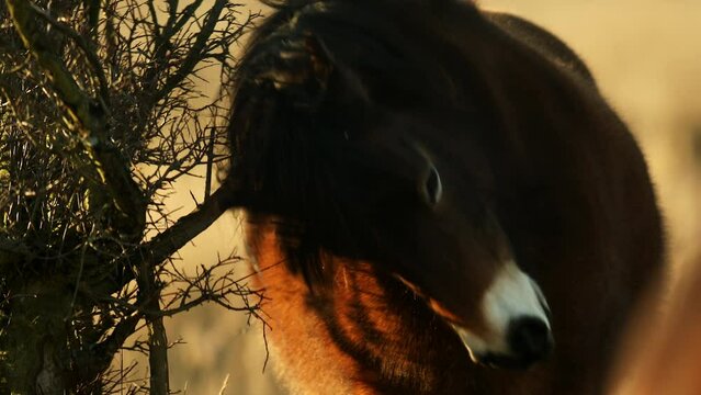 Closeup sunlit wild exmoor pony horse scratching by dry tree trunk in bush on the middle of pasture in late autumn nature habitat in Milovice, Czech republic. Protected animals considered as ancestor