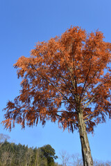 Obraz premium Trees with red leaves and blue sky