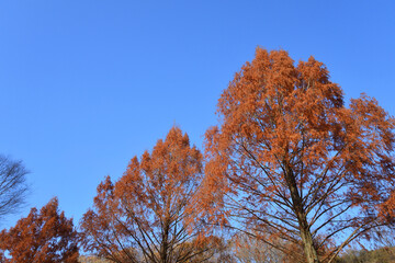 Trees with red leaves and blue sky