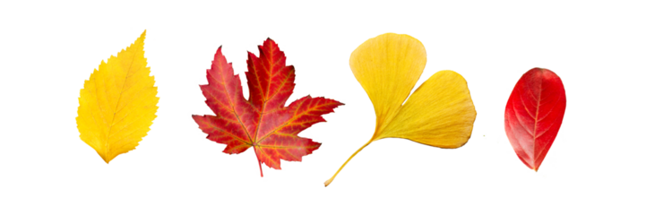 Set of four red and yellow leaves in autumn, isolated on panoramic transparent  background, fall season, png file