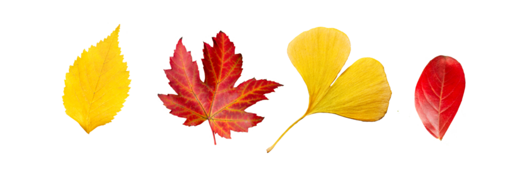 Set of four red and yellow leaves in autumn, isolated on panoramic transparent  background, fall season, png file