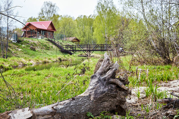 Old fallen tree with crooked branches