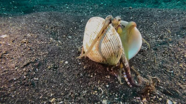 Coconut octopus walking over sandy seabed carrying around two shell halves. Holds them in place using suction cups of its tentacles. Octopus stops,  repositions tentacles inside the shell.