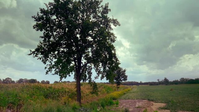 Tree on the edge of a corn field with cloudy sky in the Dutch countryside