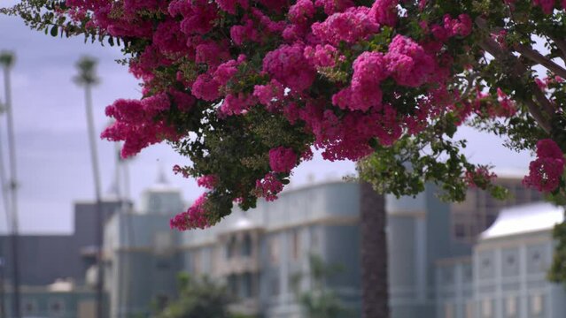 Santa Anita Park Clubhouse in Arcadia, California with wide shot with flowers in focus.