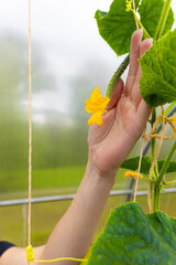 the farmer holds in his hand a long-fruited cucumber in a greenhouse.