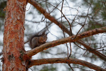 Red squirrel sitting on  pine branch