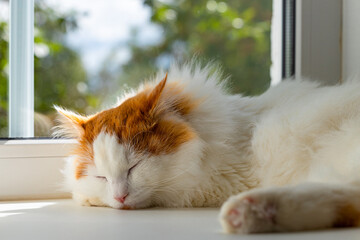 domestic cat sleeps on the window in the sun.