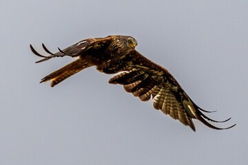 A Red Kite in flight