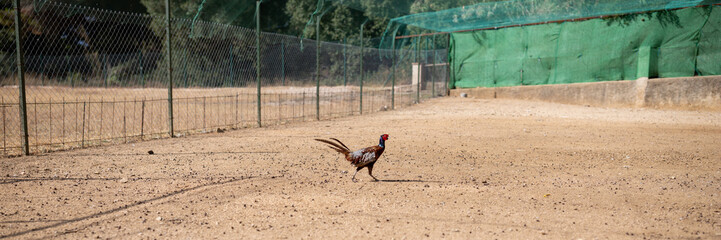 Lonely watercolor pheasant walks around the farm.