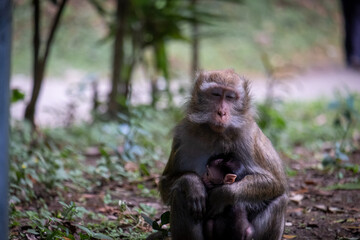 A mother monkey holding a baby monkey.