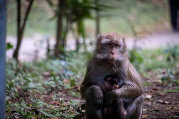 A mother monkey holding a baby monkey.