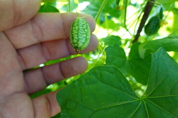 Naklejka na ściany i meble cultivation of cucamelon or mouse melon in the backyard garden. fruit and flower of cucamelon. harvest watermelon mouse