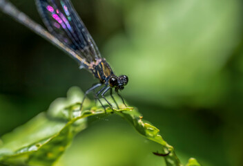 Fototapeta na wymiar The female Calopteryx virgo needle dragonfly with the dominant black color.