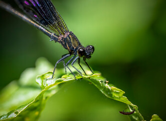 The female Calopteryx virgo needle dragonfly with the dominant black color.