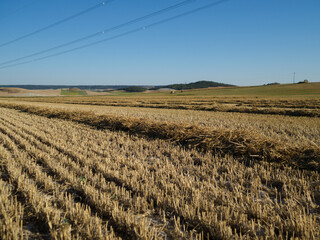 a freshly harvested grain field on a sunny summer day. straw is piled up in a row waiting to be...