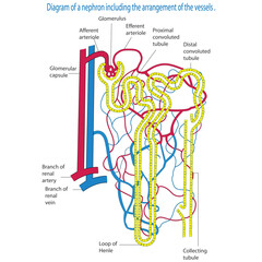 Diagram of a nephron including vessel arrangement.The microscopic structural and functional unit of kidney. Biology concepty. - obrazy, fototapety, plakaty