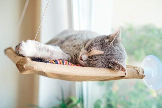 Domestic cat sleeps sweetly in a window hammock. Cute pet resting in a cozy soft bed.